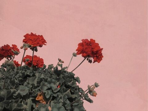 ओनलीफैंस हेडर चित्र abigailkxo