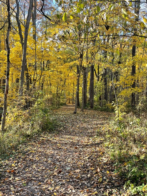 Image d'en-tête OnlyFans anyaamsel