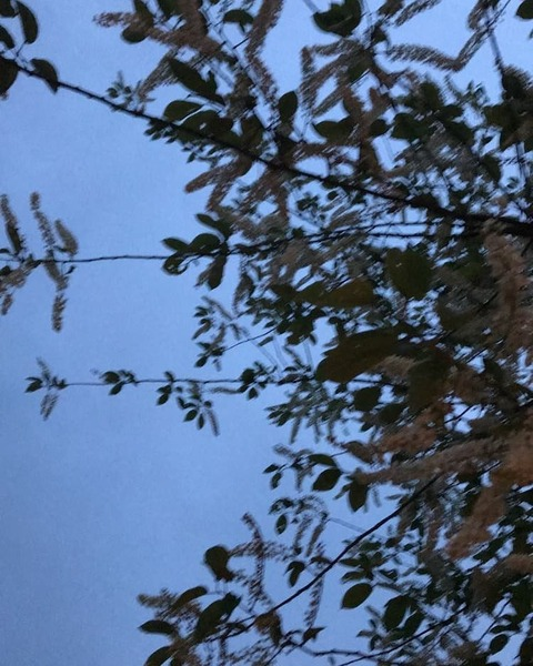 OnlyFans başlık resmi bigivyfootgoddess