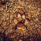 ओनलीफ़ैंस प्रोफ़ाइल चित्र bitingthedust3