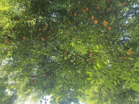 Изображение шапки OnlyFans blinkxfree