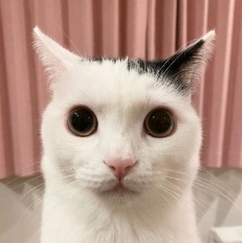 OnlyFans header picture booplesnoot