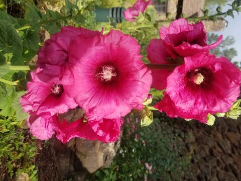 ओनलीफैंस हेडर चित्र buddingroselia