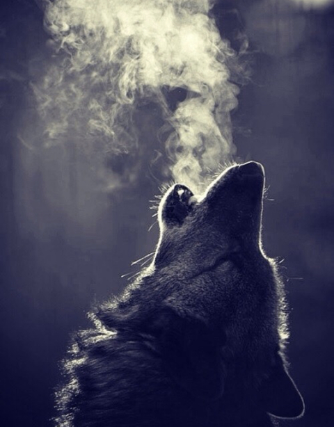 Immagine di intestazione OnlyFans carbunnyxx