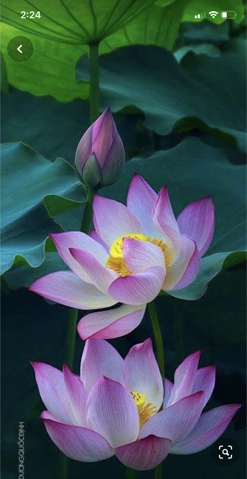 Image d'en-tête OnlyFans cupofjoewithmoe