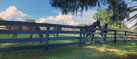 صورة رأس OnlyFans dadisbig