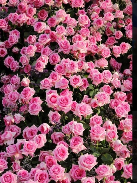 Imagen del encabezado de OnlyFans de daisyxdeville