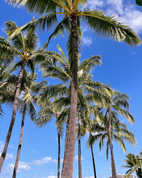 ओनलीफैंस हेडर चित्र dani3lah