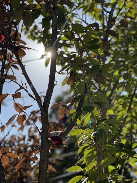 AlleenFans hoofdafbeelding deathstrokedaddy