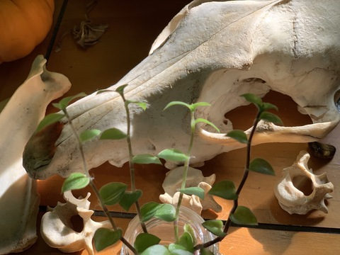 OnlyFans başlık resmi dxmbpup