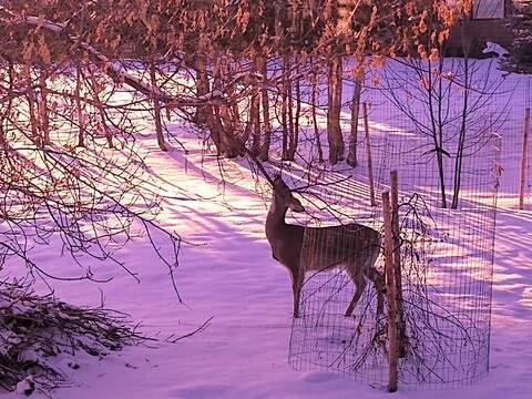 Снимка на заглавието на OnlyFans eelet