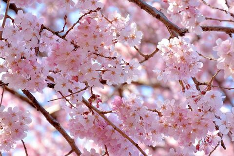 OnlyFansのヘッダー画像 elfa_del_mattino