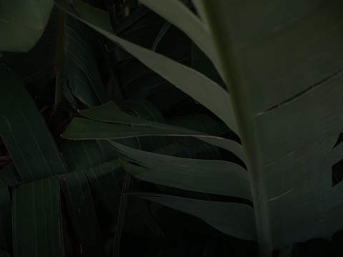 Immagine di intestazione OnlyFans emmahaggstrom