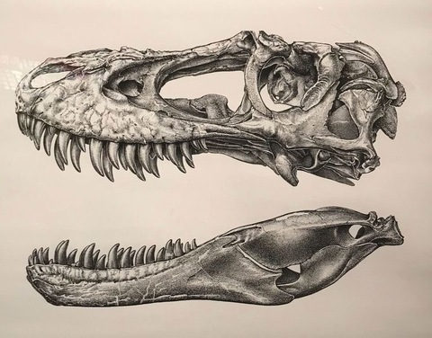 Gambar header OnlyFans erdglez