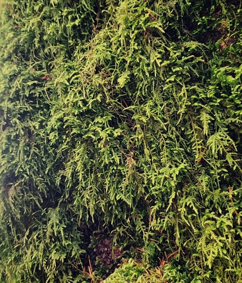 Image d'en-tête OnlyFans erynxo