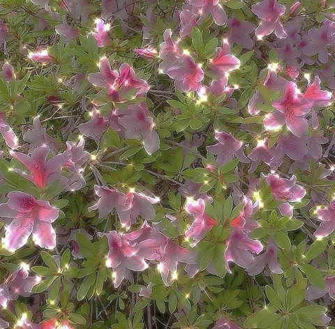 صورة رأس OnlyFans faeriebite