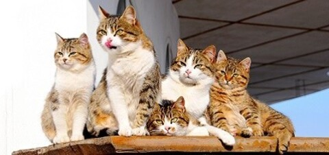 OnlyFans başlık resmi fatcatttttttttt