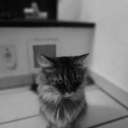 Imagen de perfil de OnlyFans de focket