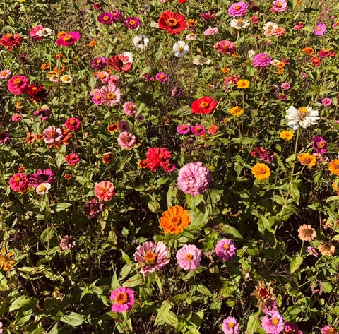 Image d'en-tête OnlyFans gardenofnikk