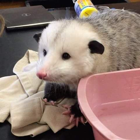 Image d'en-tête OnlyFans gremlynne