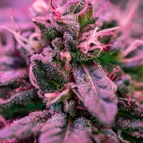 ओनलीफैंस हेडर चित्र heyitsmissa