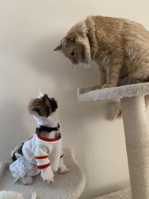 صورة رأس OnlyFans ivyerino