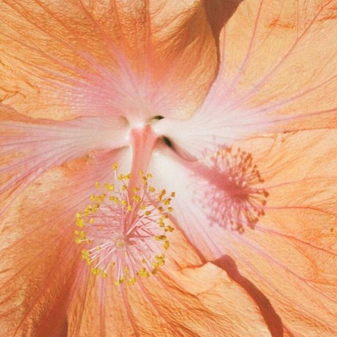 Image d'en-tête OnlyFans jadecardenascc