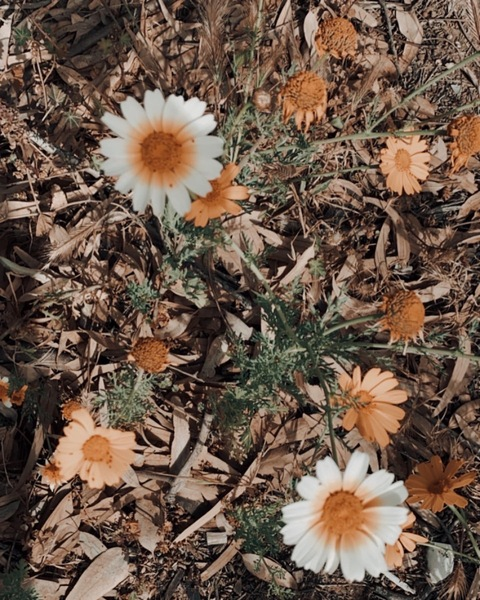 صورة رأس OnlyFans jooma