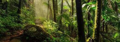 ओनलीफैंस हेडर चित्र junglemaid