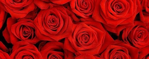 Imagem do cabeçalho do OnlyFans kaiju.rose