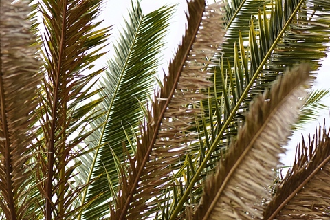 ओनलीफैंस हेडर चित्र kansas