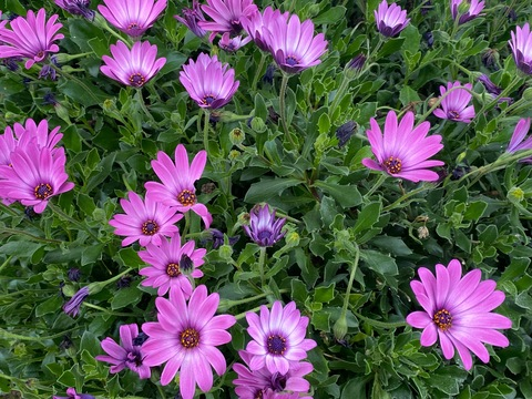 Изображение шапки OnlyFans karensitasexy