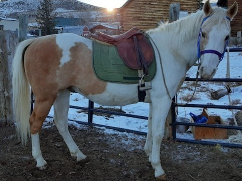 Изображение шапки OnlyFans kelseathathorsegirl