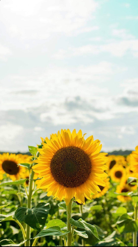 Image d'en-tête OnlyFans kimmj