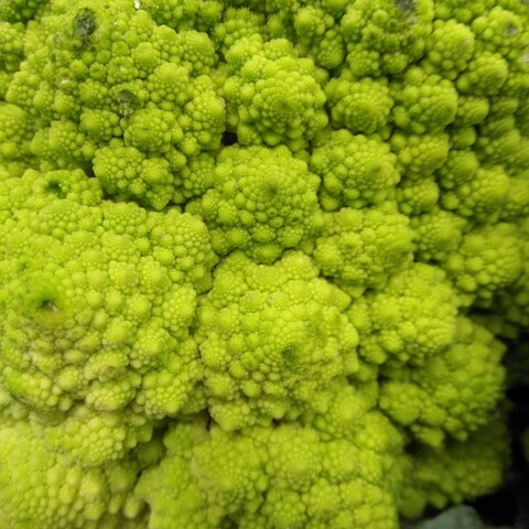 ओनलीफैंस हेडर चित्र ladyfox