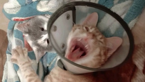 صورة رأس OnlyFans laviestrrose