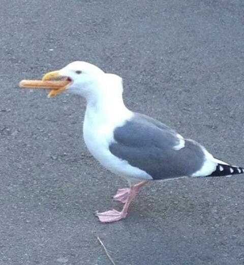 OnlyFans header picture maiyajay