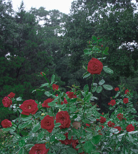 صورة رأس OnlyFans mekennah