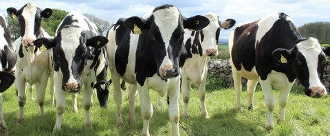 Снимка на заглавието на OnlyFans melgotthemilk