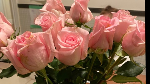 OnlyFans başlık resmi meowthaliaa