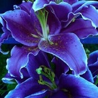 Zdjęcie profilowe OnlyFans midnightxena