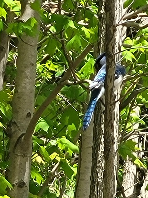 Imagem do cabeçalho do OnlyFans mintcoco99