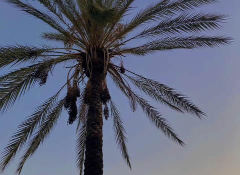 misslemonhotcheetoz의 OnlyFans 해더 사진