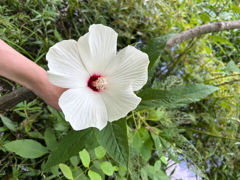 Снимка на заглавието на OnlyFans mommalyd