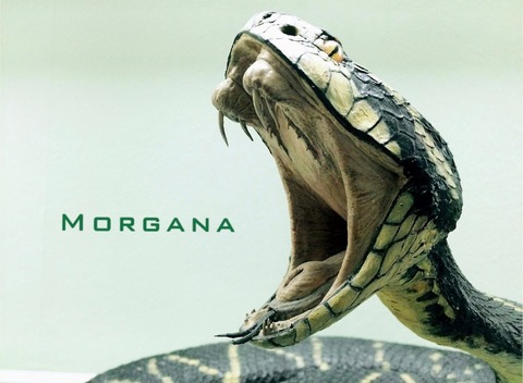 Изображение шапки OnlyFans morganafire21