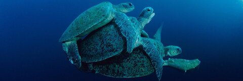 Immagine di intestazione OnlyFans mrlongdck