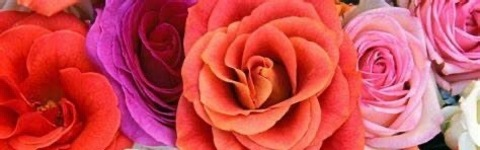 OnlyFans header picture mrsbellecakes