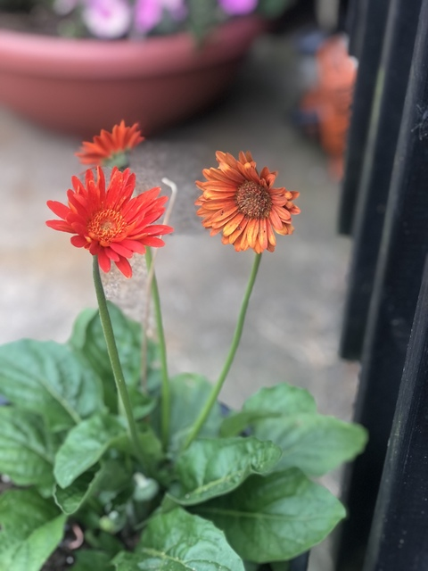 Imagen del encabezado de OnlyFans de ms.sweetmonroe