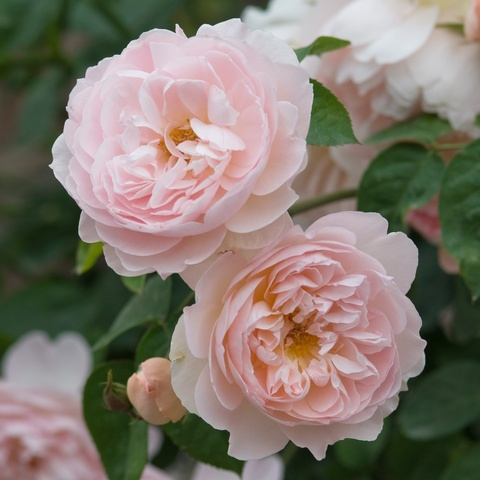 Gambar header OnlyFans mszodah