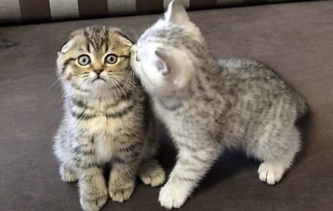 Image d'en-tête OnlyFans nanaaqb